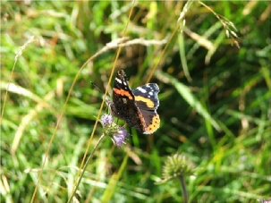 Butterfly in St Patricks Churchyard