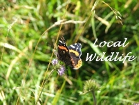 Local Wildlife Local Wildlife