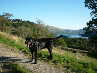 A Tired Morgan in Glenmara above Ullswater