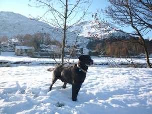 Morgan in the winter snow by Goldrill Beck