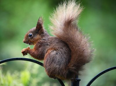 Red Squirrel in the garden May 2012