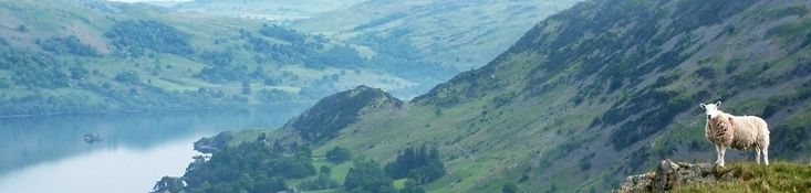 Sheep above Ullswater - Photo © Rob Shephard